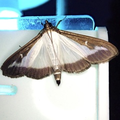 Cydalima perspectalis