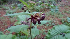 Asclepias melantha