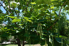 Catalpa bignonioides