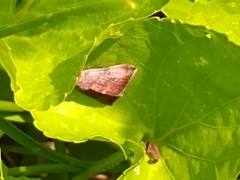 Galgula