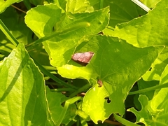 Galgula