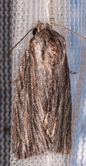 Acronicta lithospila