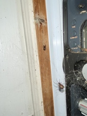 Steatoda bipunctata