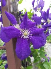Clematis × jackmanii
