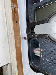 Steatoda bipunctata