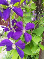 Clematis × jackmanii