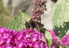 Bombus californicus