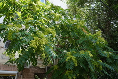 Ailanthus altissima
