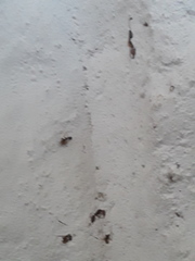 Odontomachus erythrocephalus