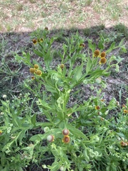Helenium microcephalum