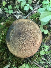 Xerocomellus truncatus