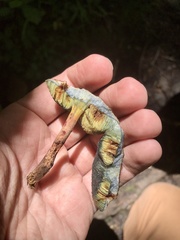 Xerocomellus truncatus