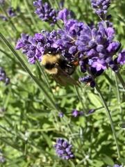 Bombus californicus