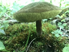 Xerocomellus truncatus