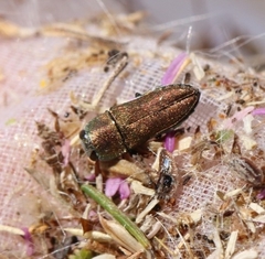 Anthaxia umbellatarum