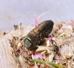 Anthaxia umbellatarum