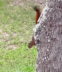 Sciurus granatensis