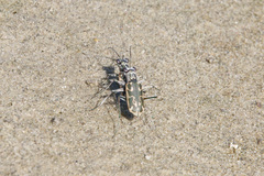 Ellipsoptera macra