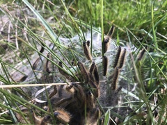 Malacosoma alpicolum