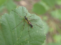 Ptychoptera contaminata