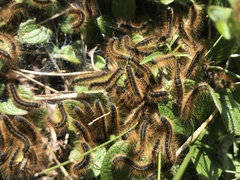 Malacosoma alpicolum