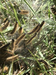 Malacosoma alpicolum
