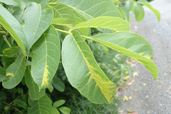 Pseudomicrostroma juglandis