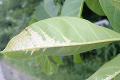 Pseudomicrostroma juglandis