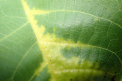 Pseudomicrostroma juglandis