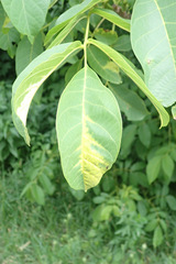 Pseudomicrostroma juglandis