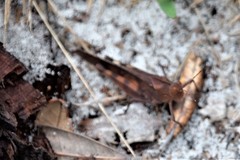 Spharagemon crepitans