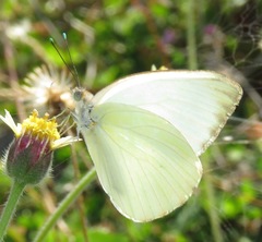 Ascia monuste eubotea
