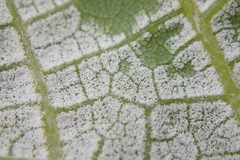 Pseudomicrostroma juglandis