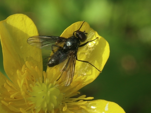 Thricops nigritellus