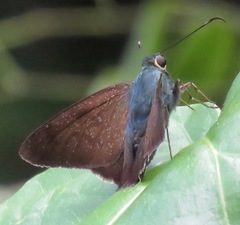 Astraptes jaira