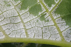 Pseudomicrostroma juglandis