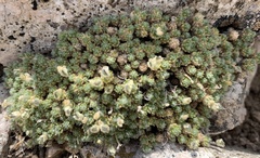 Draba novolympica