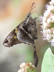 Chioides churchi