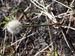 Eriophorum brachyantherum