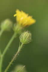 Crepis setosa