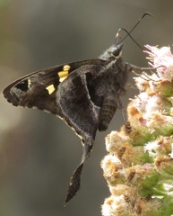 Chioides churchi