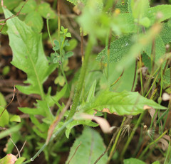 Crepis setosa