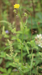 Crepis setosa