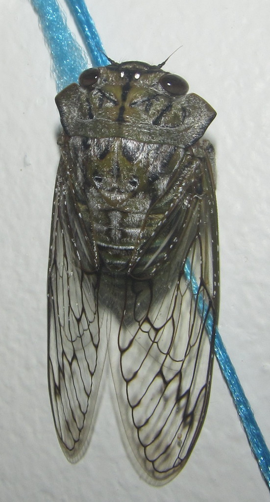 Coastal Sharpcollar Cicada