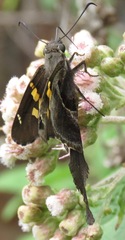 Chioides churchi