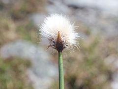 Eriophorum brachyantherum