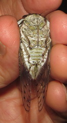 Oxypleura lenihani