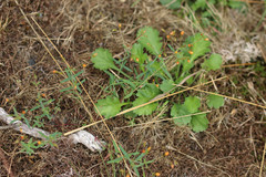 Hypericum linariifolium