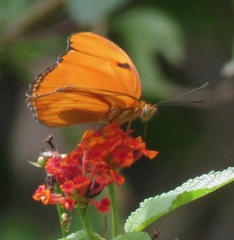 Dryas iulia delila