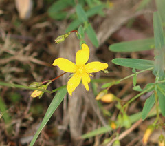 Hypericum linariifolium